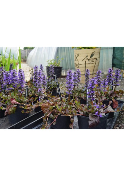 Ajuga Bitkisi – Mayasıl Otu 20 Adet