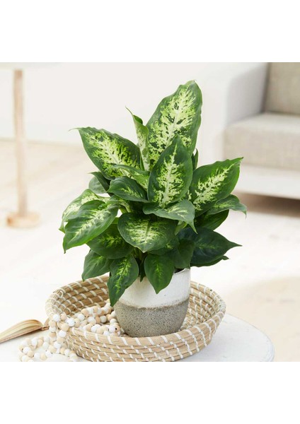 Dieffenbachia Compacta - 20-30 cm 5 Adet