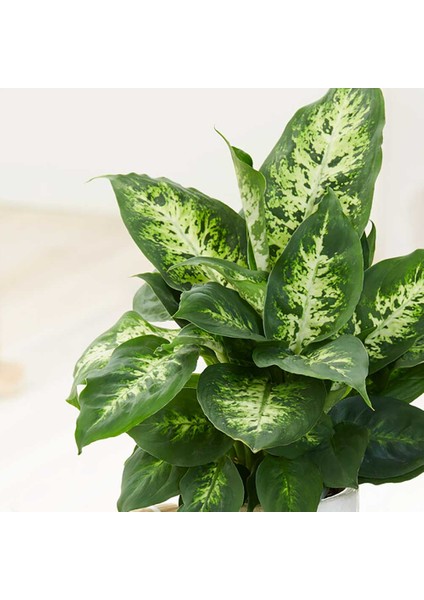 Dieffenbachia Compacta - 20-30 cm 5 Adet fiyatları