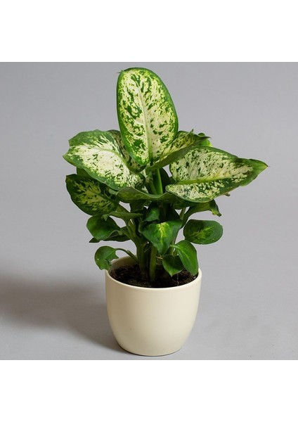 Dieffenbachia Compacta - 20-30 cm 5 Adet modelleri