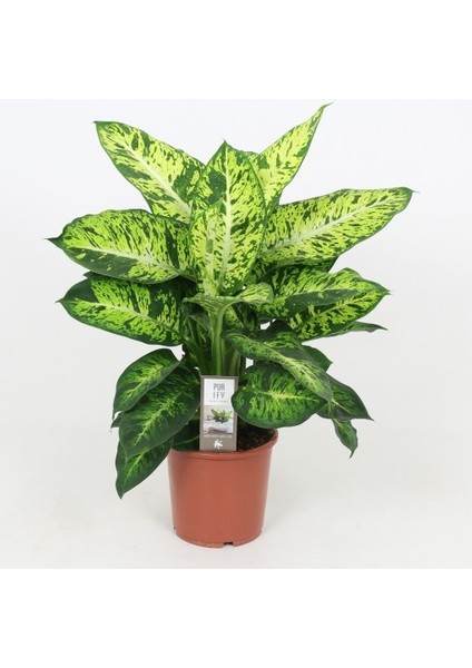 Dieffenbachia Compacta - 20-30 cm 5 Adet fırsatları