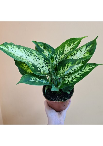 Dieffenbachia Compacta - 20-30 cm 5 Adet indirimleri