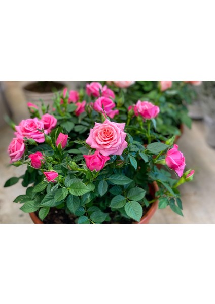 Mini Gül – Minyatür Saksı Gülü Pembe 5 Adet