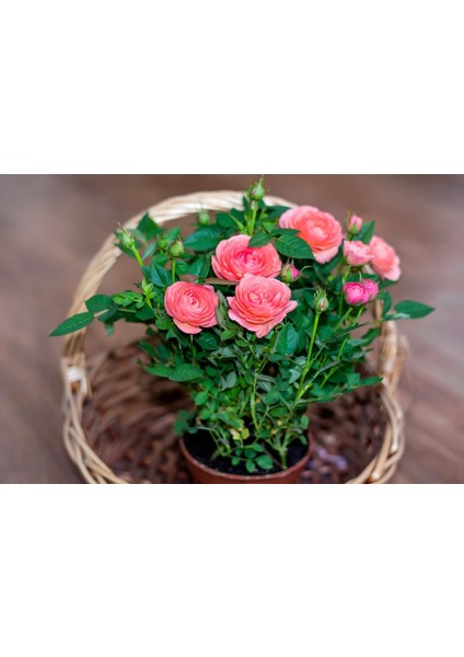 Mini Gül – Minyatür Saksı Gülü Pembe 5 Adet