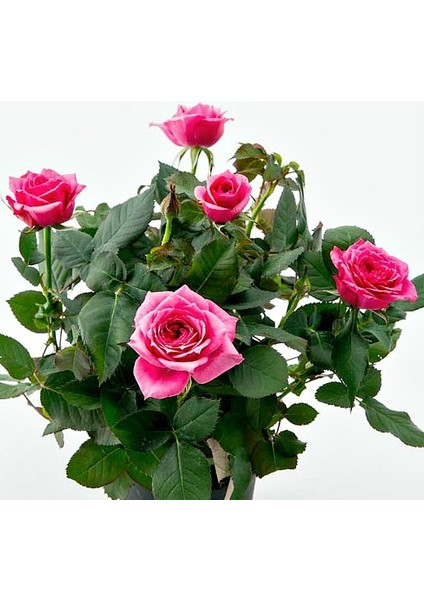 Mini Gül – Minyatür Saksı Gülü Pembe 5 Adet