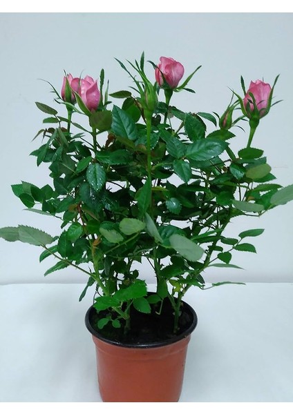Mini Gül – Minyatür Saksı Gülü Pembe 5 Adet