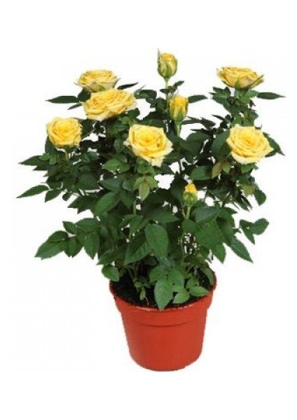 Mini Gül – Minyatür Saksı Gülü Sarı 3 Adet fiyatları