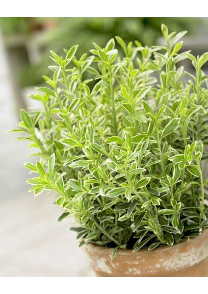 Gümüşi Çıtır Taflan 20 Adet