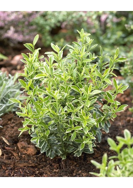 Gümüşi Çıtır Taflan 20 Adet fiyatları