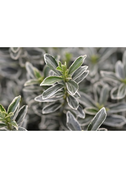 Gümüşi Çıtır Taflan 20 Adet modelleri