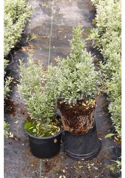 Gümüşi Çıtır Taflan 20 Adet indirimleri