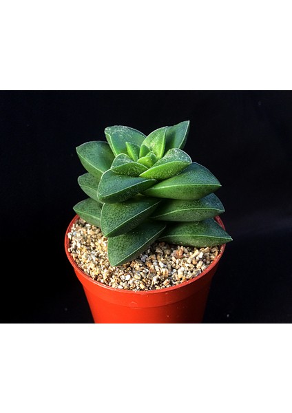 Crassula Springtime 10 Adet