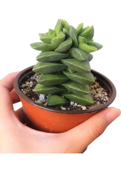Crassula Springtime 10 Adet