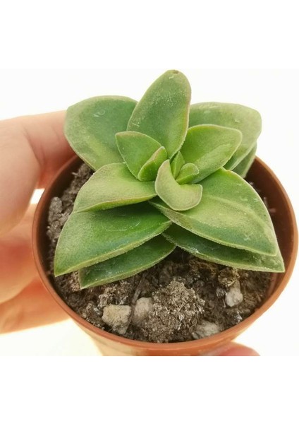 Crassula Springtime 10 Adet