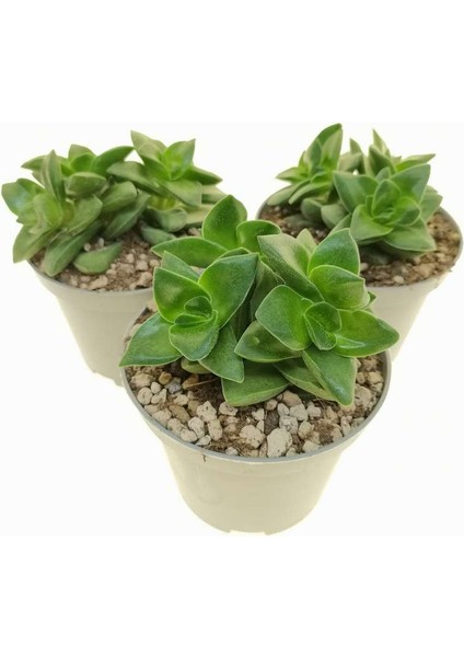 Crassula Springtime 10 Adet