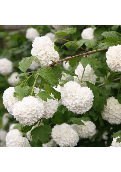 Viburnum Opulus – Yaz Kartopu Bitkisi 5 Adet