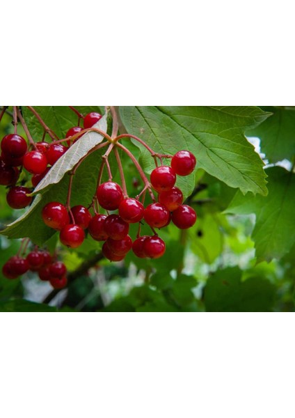 Viburnum Opulus – Yaz Kartopu Bitkisi 5 Adet