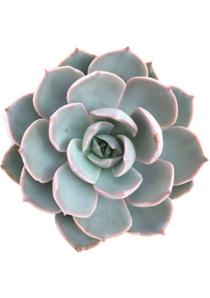 Echeveria Morning Beauty – Sabah Güzeli Sukulent 20 Adet