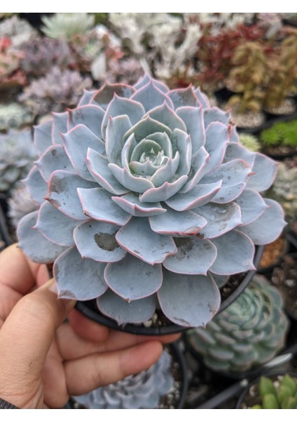 Echeveria Morning Beauty – Sabah Güzeli Sukulent 20 Adet