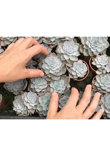Echeveria Morning Beauty – Sabah Güzeli Sukulent 20 Adet