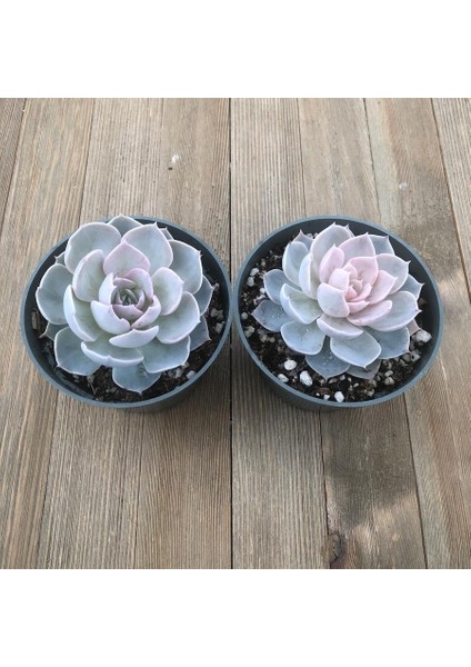 Echeveria Morning Beauty – Sabah Güzeli Sukulent 20 Adet