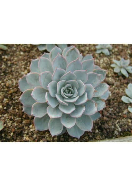 Echeveria Morning Beauty – Sabah Güzeli Sukulent 20 Adet