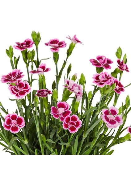 Çin Karanfili – Dianthus Sinensis – Pembe 10 Adet