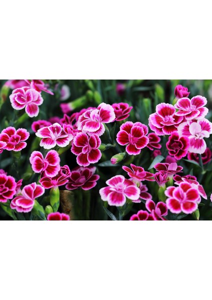 Çin Karanfili – Dianthus Sinensis – Pembe 10 Adet