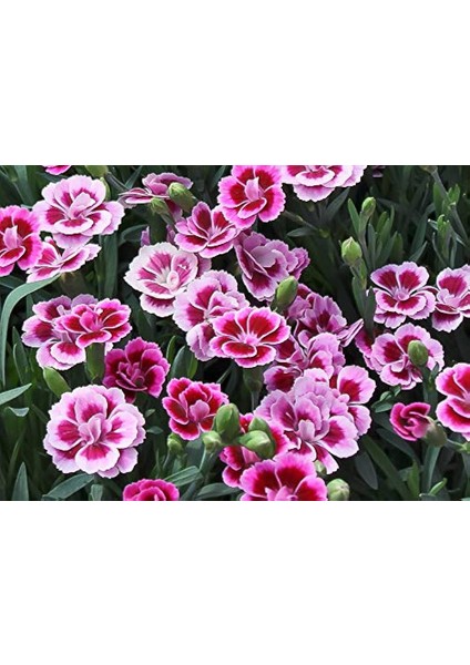 Çin Karanfili – Dianthus Sinensis – Pembe 10 Adet