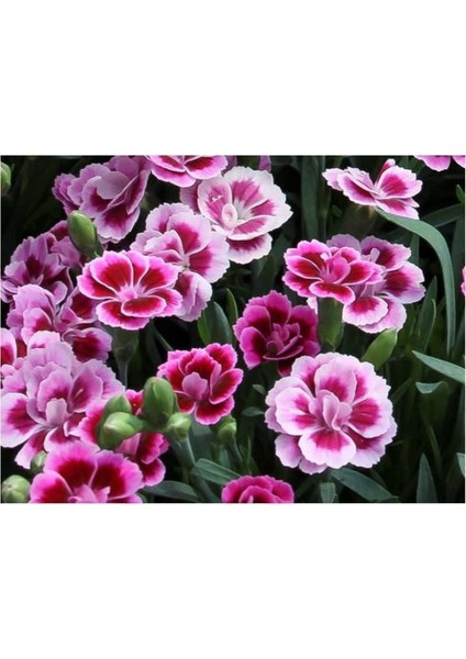 Çin Karanfili – Dianthus Sinensis – Pembe 10 Adet
