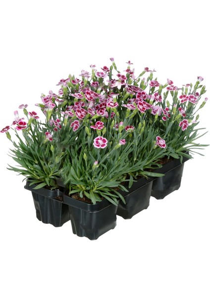 Çin Karanfili – Dianthus Sinensis – Pembe 10 Adet