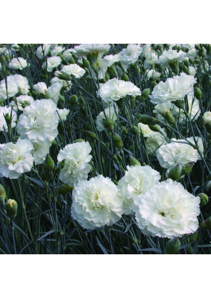 Çin Karanfili – Dianthus Sinensis - Beyaz 20 Adet