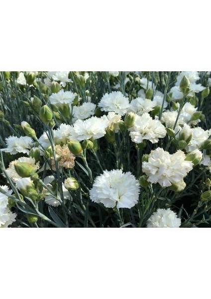 Çin Karanfili – Dianthus Sinensis - Beyaz 20 Adet