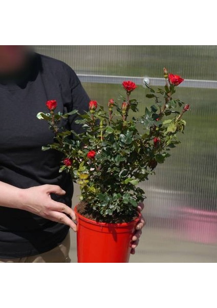 Yediveren Saksılı Kırmızı Gül 20-30 cm 20 Adet