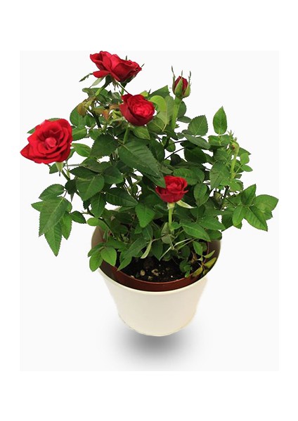 Yediveren Saksılı Kırmızı Gül 20-30 cm 20 Adet