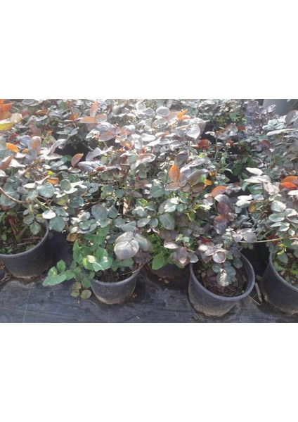Yediveren Saksılı Kırmızı Gül 20-30 cm 20 Adet