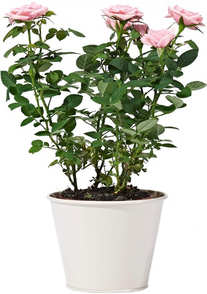 Yediveren Saksılı Pembe Gül 20-30 cm 40 Adet fırsatları
