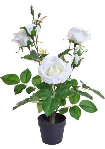 Yediveren Saksılı Beyaz Gül – 20-30CM 5 Adet