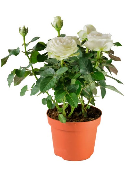 Yediveren Saksılı Beyaz Gül – 20-30CM 5 Adet fiyatları