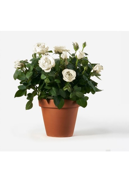 Yediveren Saksılı Beyaz Gül – 20-30CM 5 Adet fırsatları