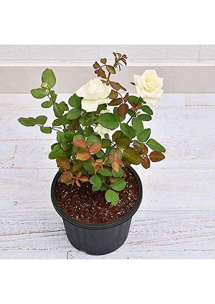 Mini Gül – Minyatür Saksı Gülü Beyaz 10 Adet