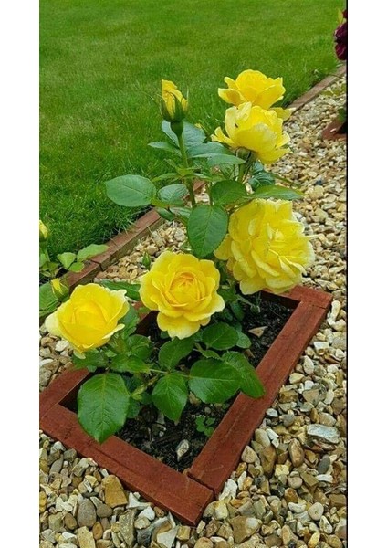 Yediveren Saksılı Sarı Gül – 20-30 cm 40 Adet fırsatları