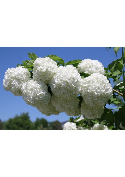 Viburnum Opulus – Yaz Kartopu Bitkisi 3 Adet