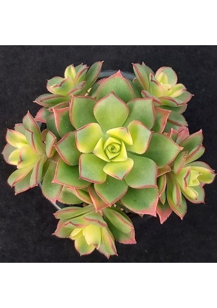 Aeonium Kiwi – Gökkuşağı Sukulent 20 Adet