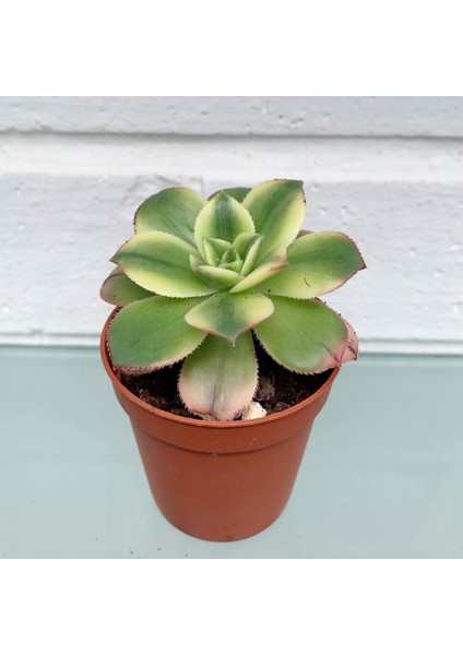Aeonium Kiwi – Gökkuşağı Sukulent 20 Adet