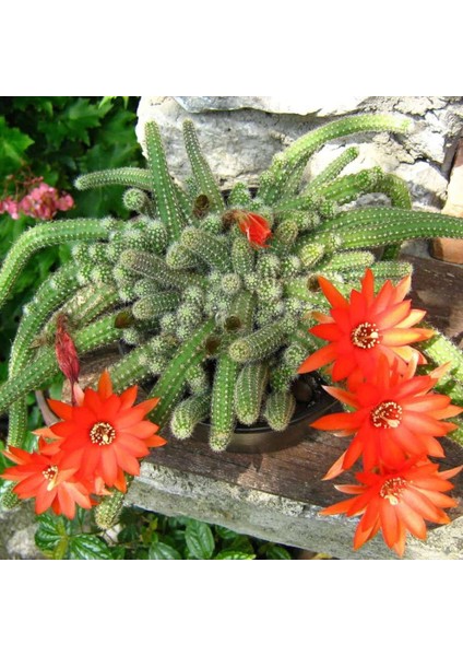 Yılan Kaktüs Chamaecereus Silvestris 10 Adet
