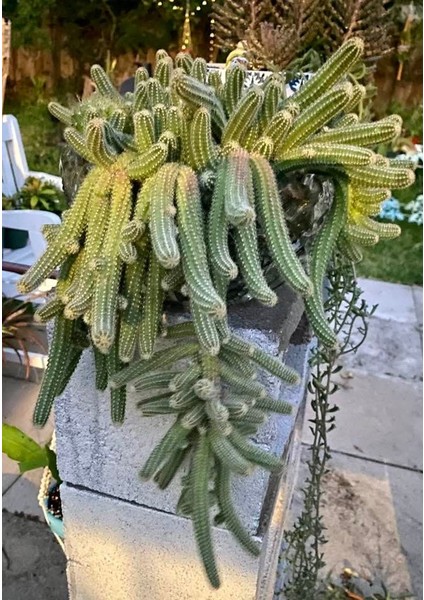 Yılan Kaktüs Chamaecereus Silvestris 10 Adet