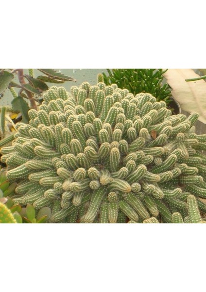 Yılan Kaktüs Chamaecereus Silvestris 10 Adet
