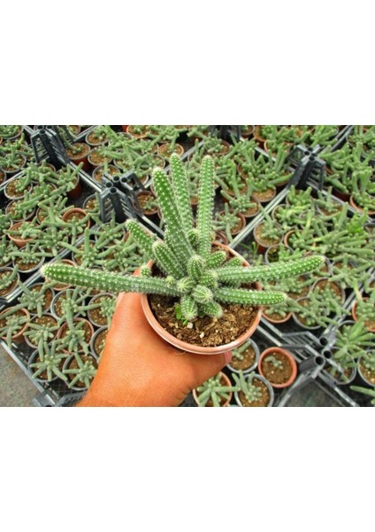 Yılan Kaktüs Chamaecereus Silvestris 10 Adet