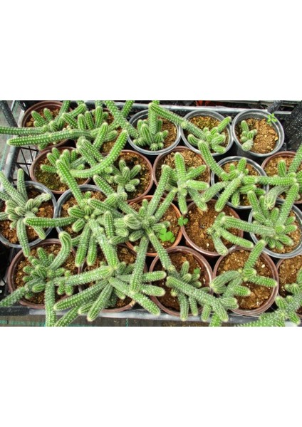 Yılan Kaktüs Chamaecereus Silvestris 10 Adet